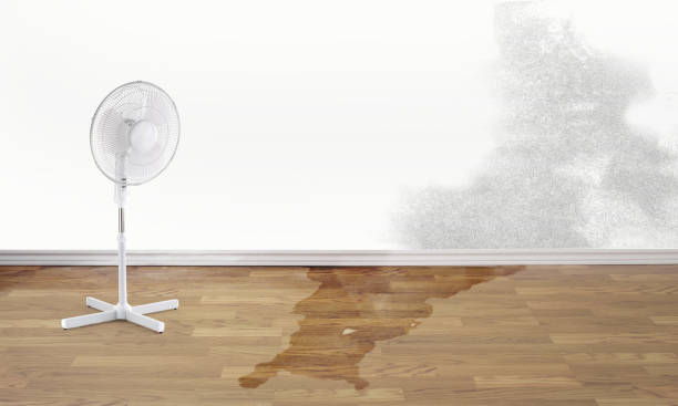 Best Flood damage cleanup  in Tropical Park, FL